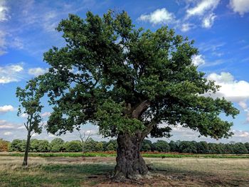 Tree on field against sky