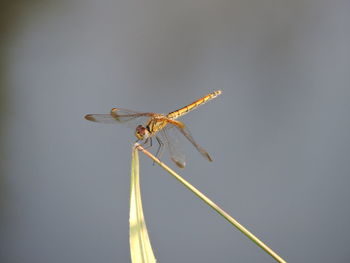 Close-up of grasshopper