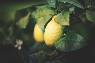 Close-up of lemons growing on tree