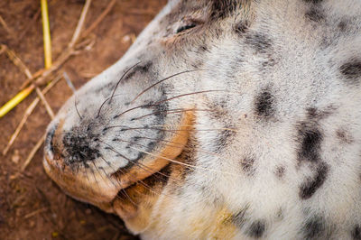 Close-up of a horse on field