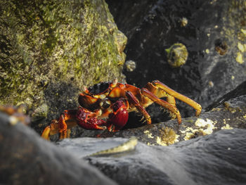 Close-up of insect on rock