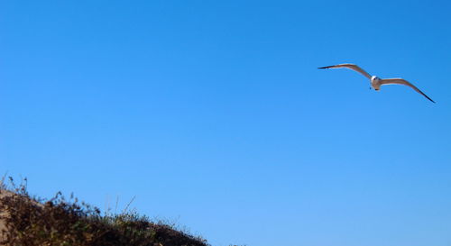 Low angle view of gray heron flying against clear blue sky