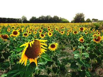 Sunflowers growing in field