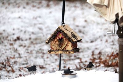 Close-up of bird perching on frozen feeder