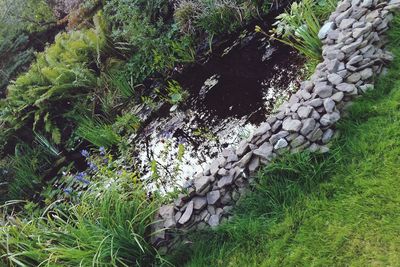 High angle view of plants growing on field