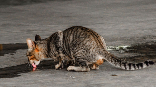 Cat resting in a water