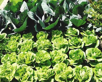 Full frame shot of fresh green plants