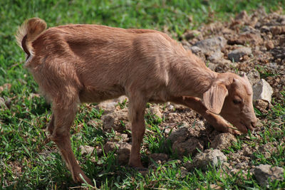 Side view of a horse on field