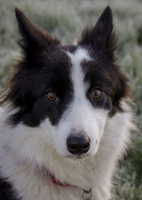 Close-up portrait of border collie