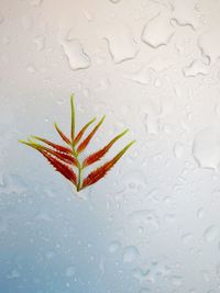 Close-up of wet white flower