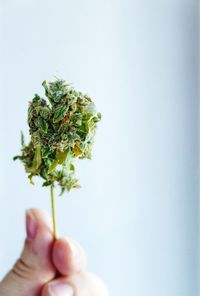 Close-up of hand holding leaf over white background