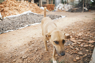 Close-up of dog at construction site