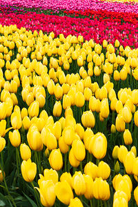 Full frame shot of yellow tulips on field