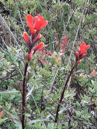 Close-up of red flowering plant