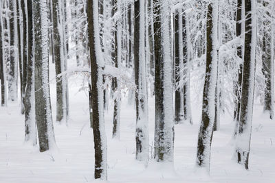 Panoramic view of trees in forest during winter