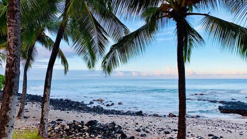 Palm trees on beach against sky