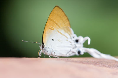 Close-up of butterfly on leaf