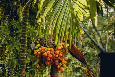View of fruits growing on tree