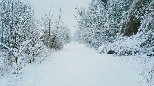 Bare trees on snow covered landscape