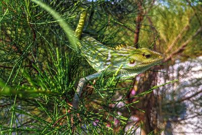 Close-up of lizard on tree in forest