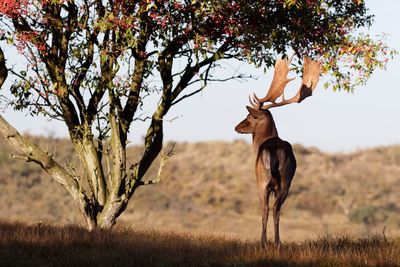 View of tree and deer