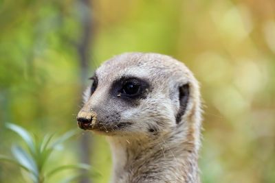 Close-up of an animal looking away