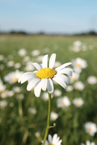 Close-up of white daisy blooming on field