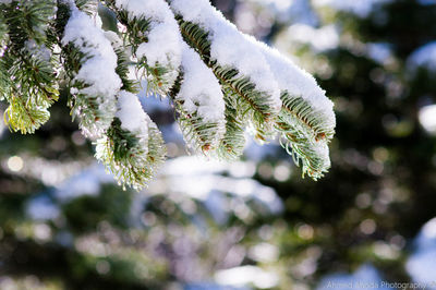 Close-up of frozen tree during winter