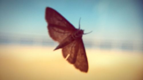 Close-up of insect flying against sky