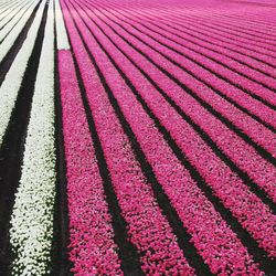 High angle view of pink flowering plants on field