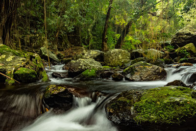 View of waterfall in forest