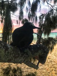 Close-up of bird perching on tree