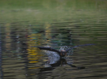 Duck swimming in sea