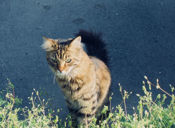 Portrait of cat looking at camera