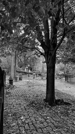 Trees in park during autumn
