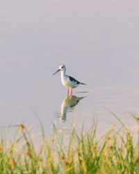 Bird on grass in water