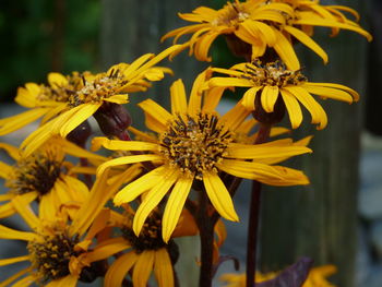 Close-up of yellow flowers blooming outdoors