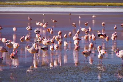 High angle view of birds in lake