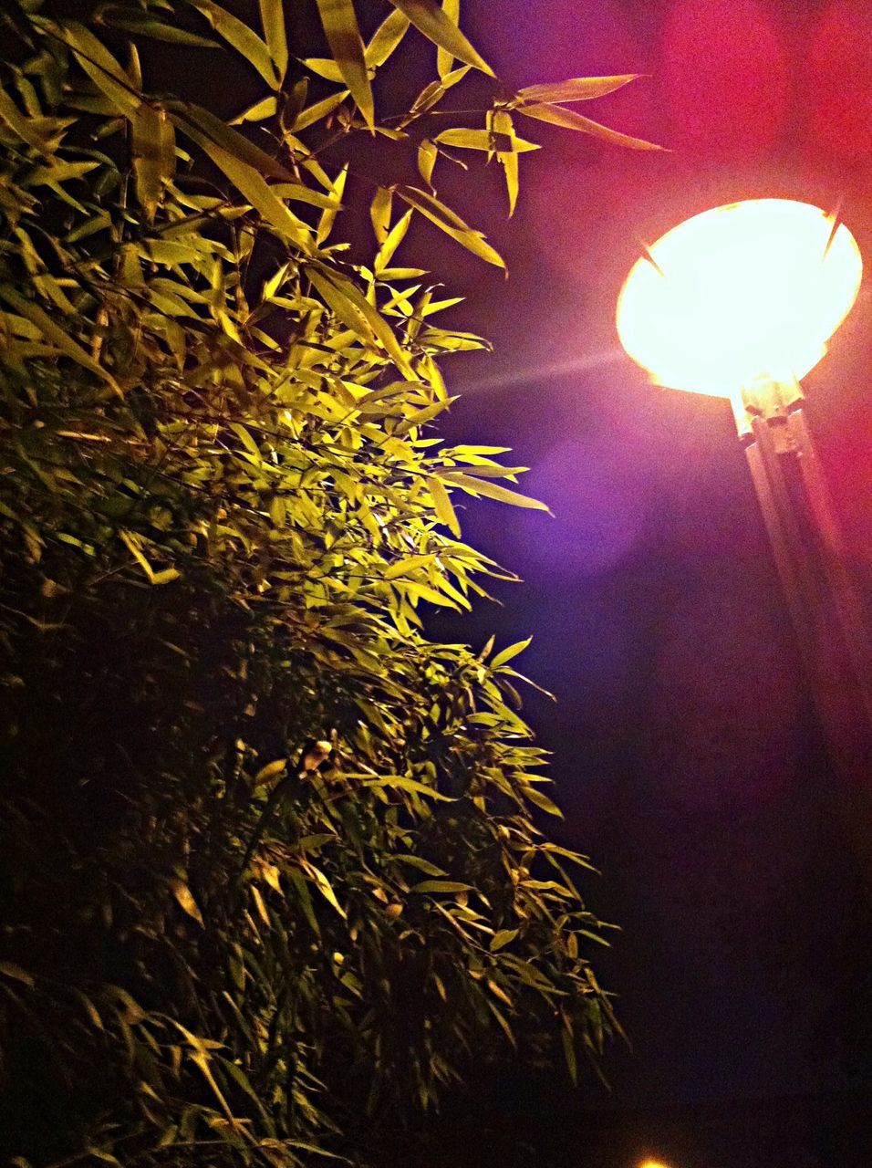 low angle view, illuminated, lighting equipment, tree, night, growth, built structure, plant, branch, architecture, sunlight, street light, light - natural phenomenon, hanging, electric lamp, no people, lens flare, lantern, nature, electric light