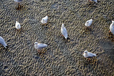 High angle view of seagulls