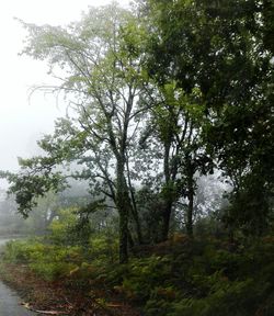 Trees in forest against sky