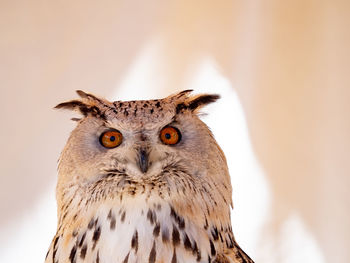 Close-up portrait of owl