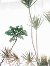 branch