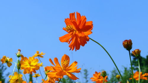 Close-up of orange flowering plant against blue sky