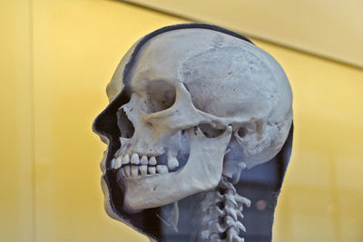 Close-up of human skull against wall