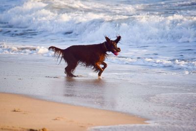 Irish setter carrying ball in mouth while running at beach