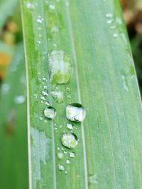 Close-up of raindrops on leaf