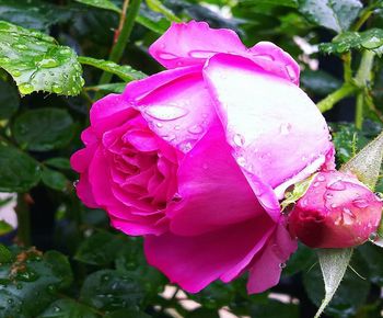 Close-up of wet pink rose