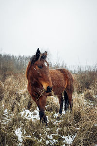 Horse on field during winter