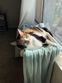 High angle view of cat sleeping at home